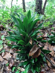 Dracaena fragrans compacta