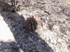 Ferocactus recurvus