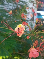 Nannotrigona perilampoides