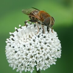 Palpada mexicana