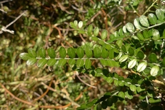 Sophora molloyi