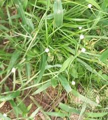 Cyperus mindorensis