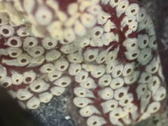 Botrylloides diegensis