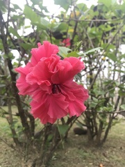 Hibiscus