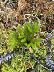 Lycopodium