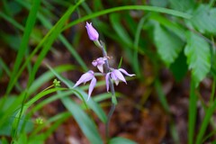 Cephalanthera rubra