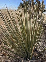 Yucca