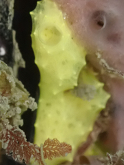 Porifera
