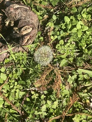 Taraxacum erythrospermum