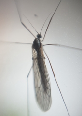 Trichoceridae