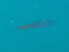 Chromis punctipinnis