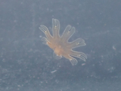 Cnidaria