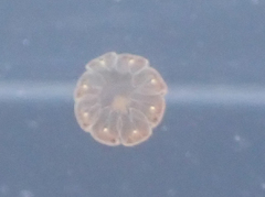 Cnidaria