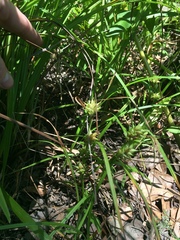 Carex louisianica