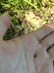 Carex louisianica