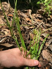 Carex louisianica