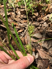 Carex louisianica
