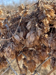 Flemingia strobilifera