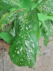 Dieffenbachia