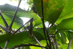 Heliomaster longirostris
