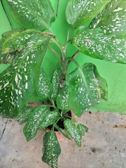 Dieffenbachia