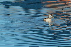 Aechmophorus occidentalis