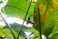 Heliomaster longirostris