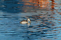 Aechmophorus occidentalis