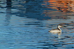 Aechmophorus occidentalis