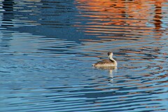 Aechmophorus occidentalis
