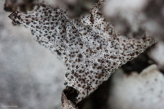 Dermatocarpon americanum