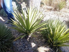 Agave karwinskii