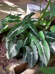 Syngonium wendlandii