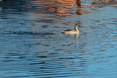 Aechmophorus occidentalis