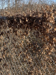Flemingia strobilifera