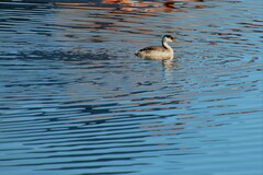 Aechmophorus occidentalis