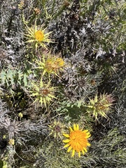 Berkheya cruciata