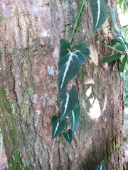 Syngonium wendlandii