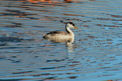 Aechmophorus occidentalis