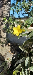 Allamanda cathartica