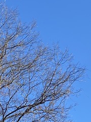 Poecile carolinensis