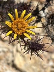 Berkheya cruciata