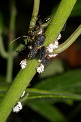 Odontomachus haematodus