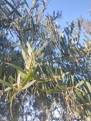 Acacia longifolia