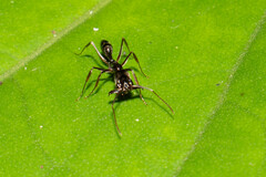 Odontomachus haematodus