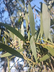 Acacia longifolia
