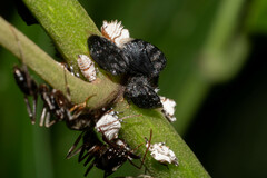 Odontomachus haematodus