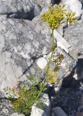 Notobubon ferulaceum