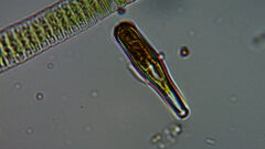 Bacillariophycidae