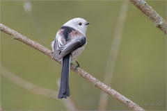 Aegithalos caudatus caudatus